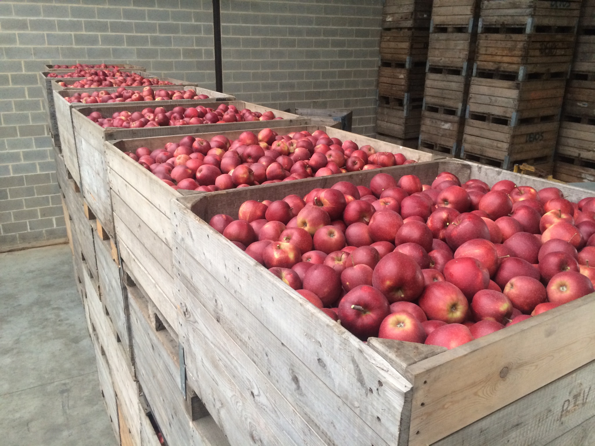 Appelen