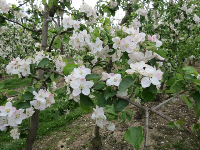 Bloesem