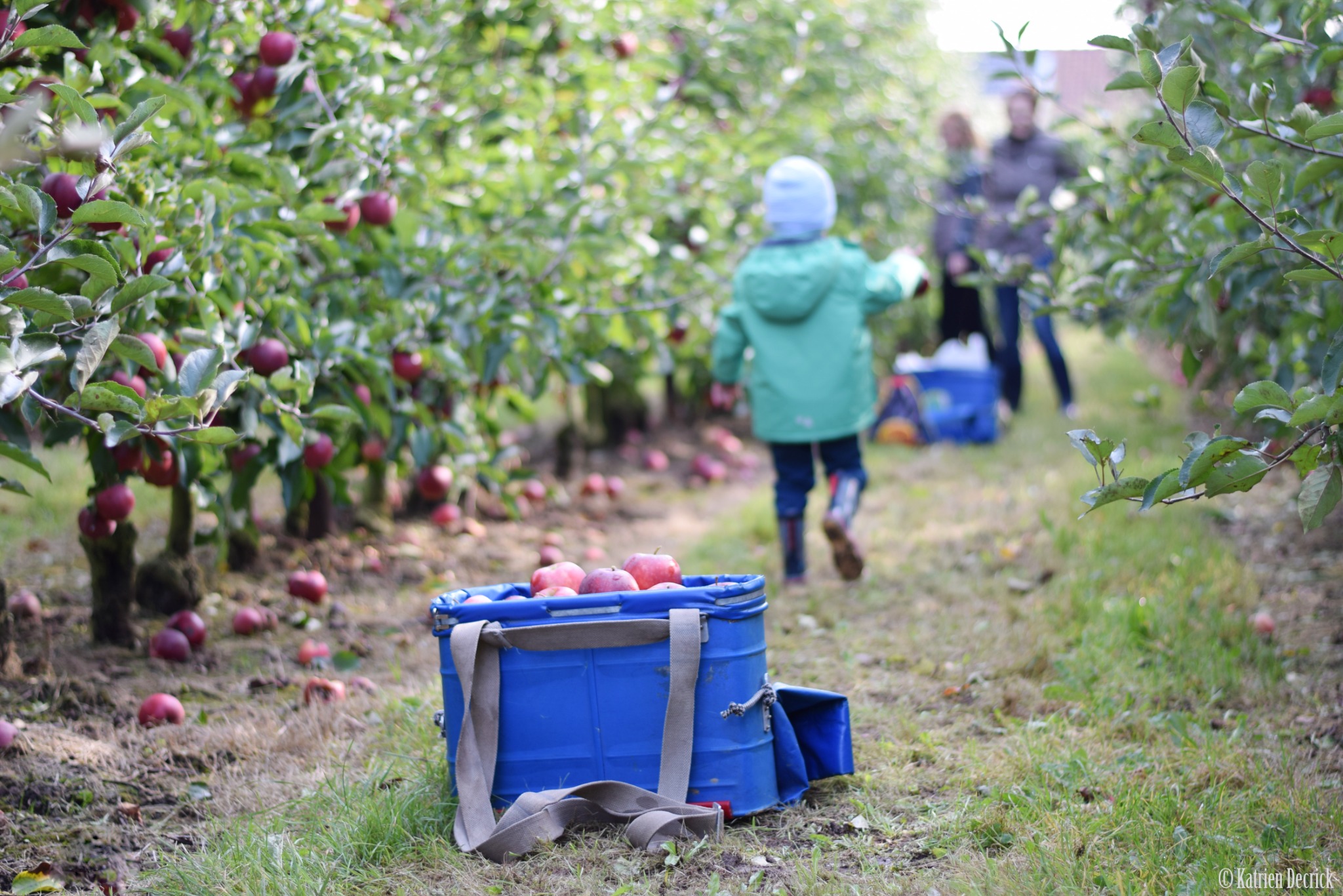 Appelplukdagen