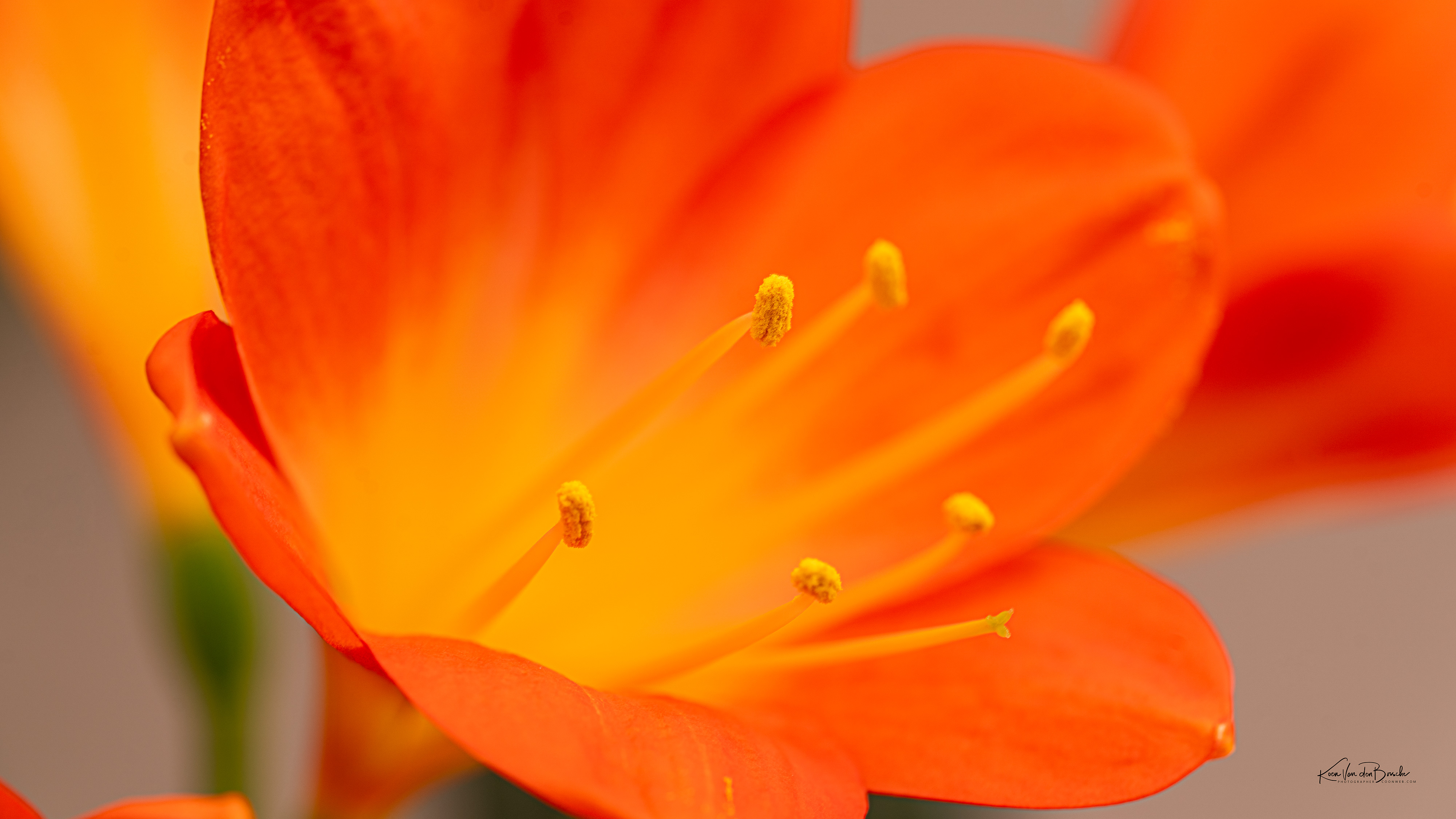 Clivia