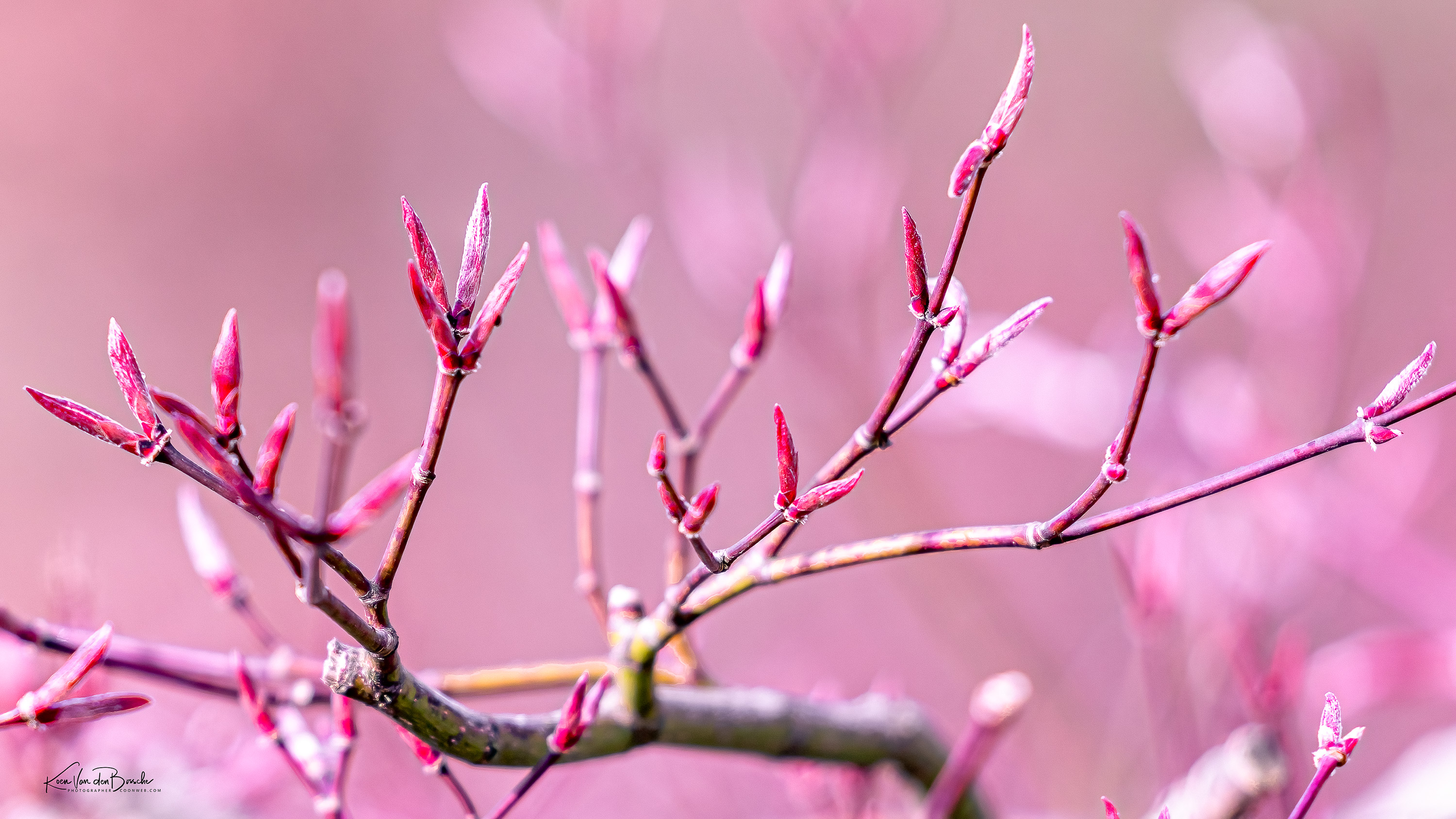 Fotografie: Lente – Botanische details door Koen Van den Bossche