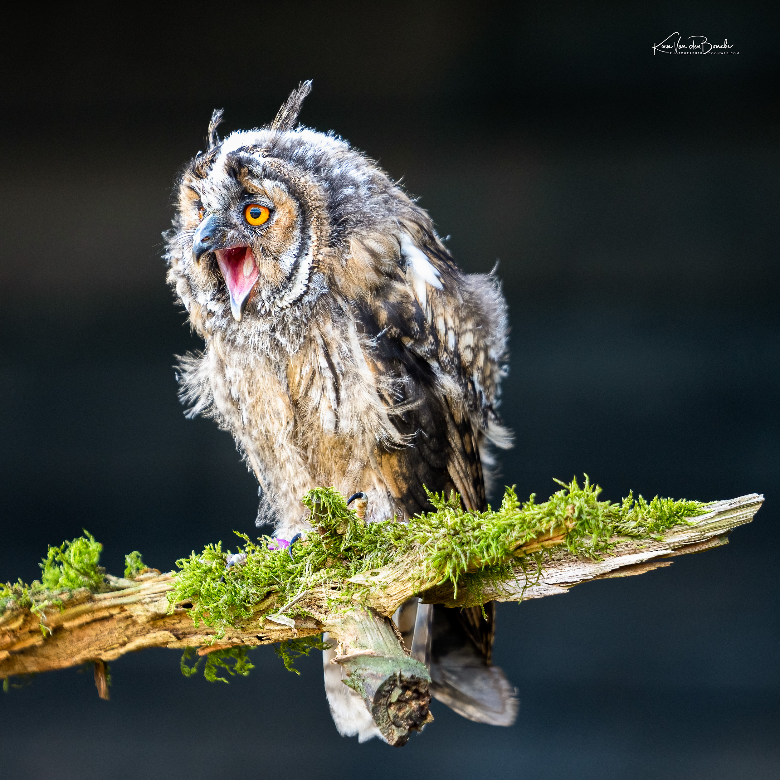 Fotografie: Uil – In vlucht door Koen Van den Bossche