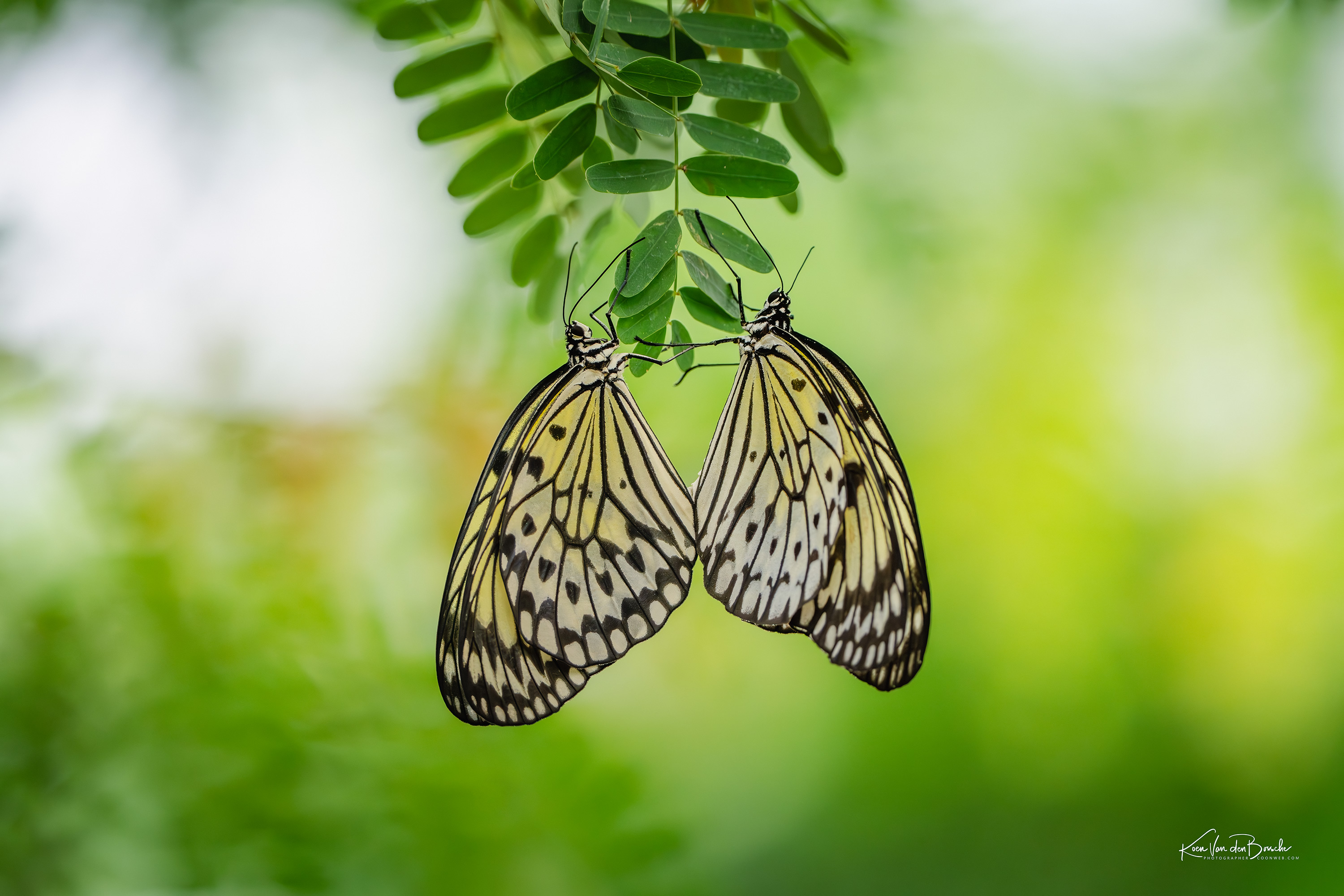Fotografie: Vlinders – Symmetrie door Koen Van den Bossche